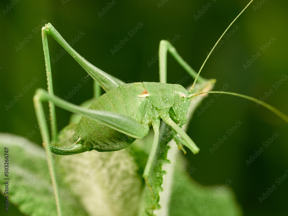 Long-legged green grasshopper on a plant. Genus Odontura.