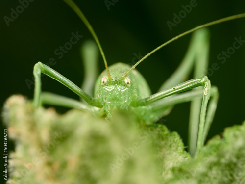 Long-legged green grasshopper on a plant. Genus Odontura.