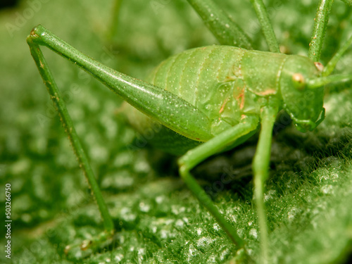Long-legged green grasshopper on a plant. Genus Odontura. © Macronatura.es