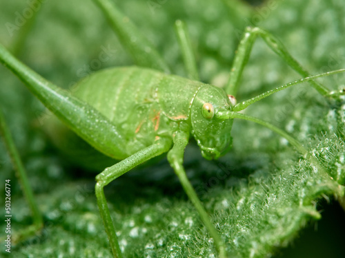 Long-legged green grasshopper on a plant. Genus Odontura.