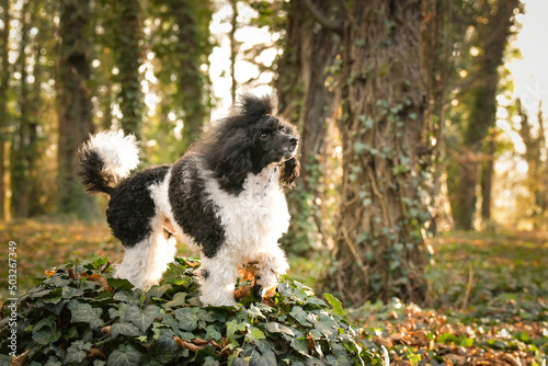Poodle is standing on the log in forest. It is autumn portret.