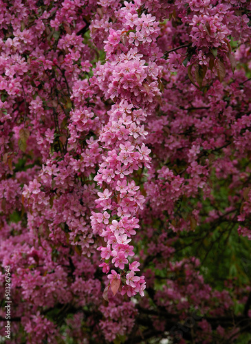 pretty pink flowers of malus purpurea tree at spring