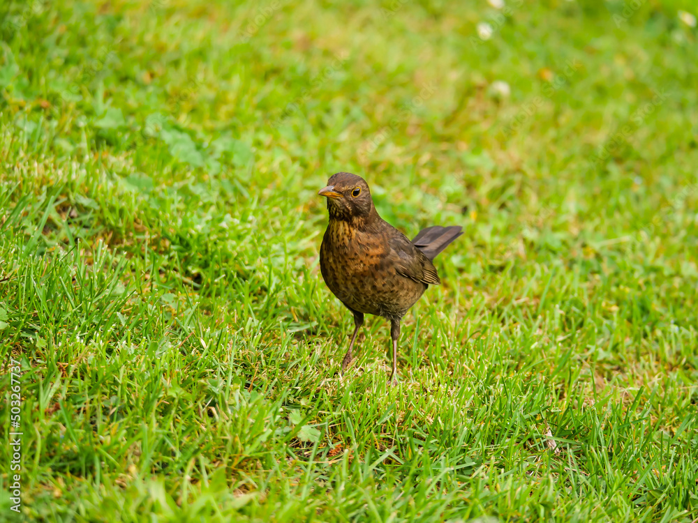 Bird looks angry Bird looks angry