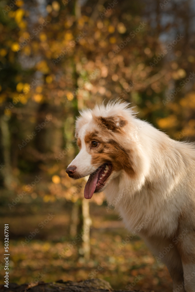 Australian shepherd is sitting in the forest. It is autumn portret.