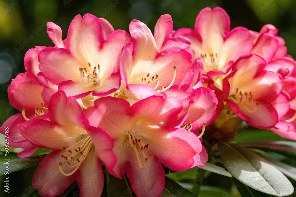 Flower of a rhododendron in May Flower of a rhododendron in May