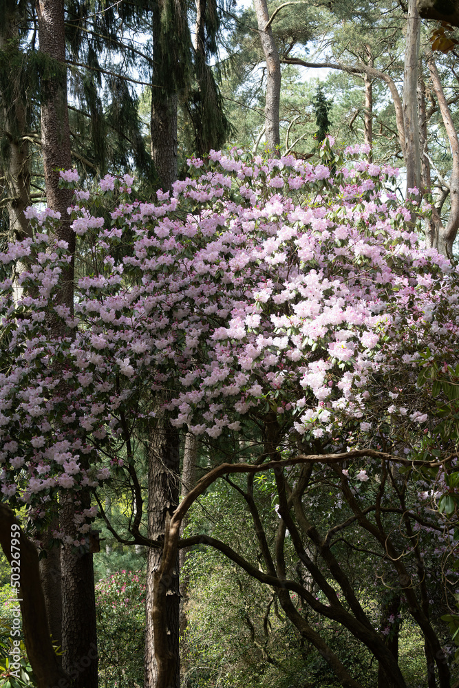 Flower of a rhododendron in the forest Flower of a rhododendron in the forest