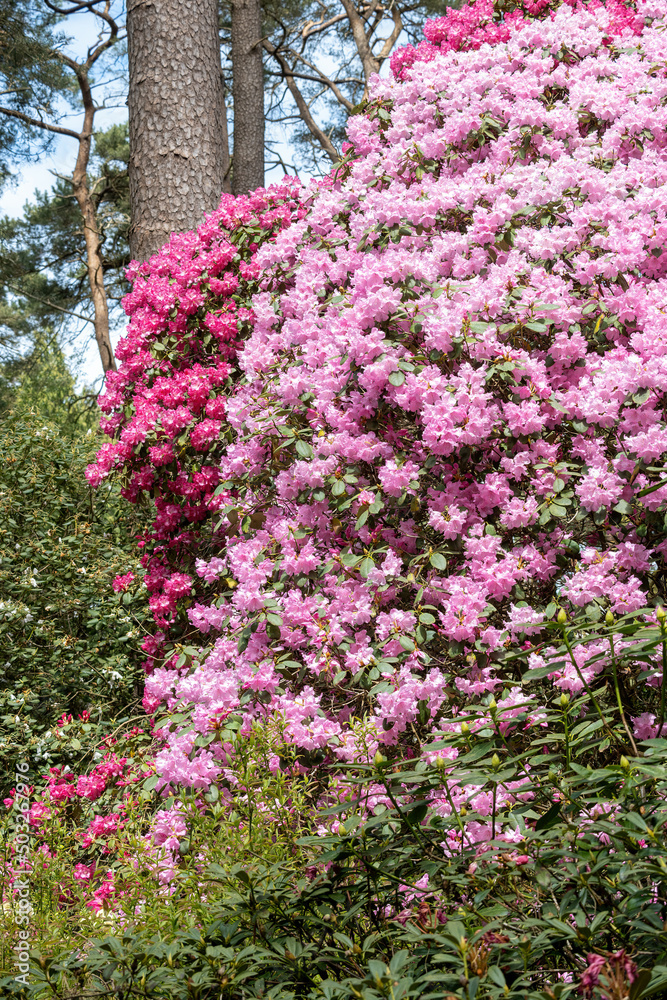 Flower of a rhododendron in May Flower of a rhododendron in May