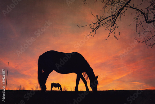Fototapeta Naklejka Na Ścianę i Meble -  horse silhouette with a beautiful sunset background