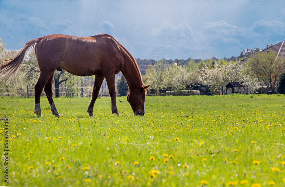 lonely brown horse grazes in a field with dandelions on a sunny day before a thunderstorm lonely brown horse grazes in a field with dandelions on a sunny day before a thunderstorm