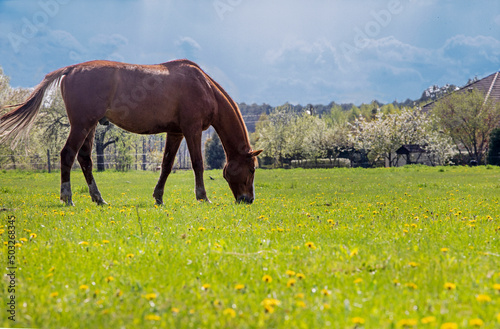 lonely brown horse grazes in a field with dandelions on a sunny day before a thunderstorm