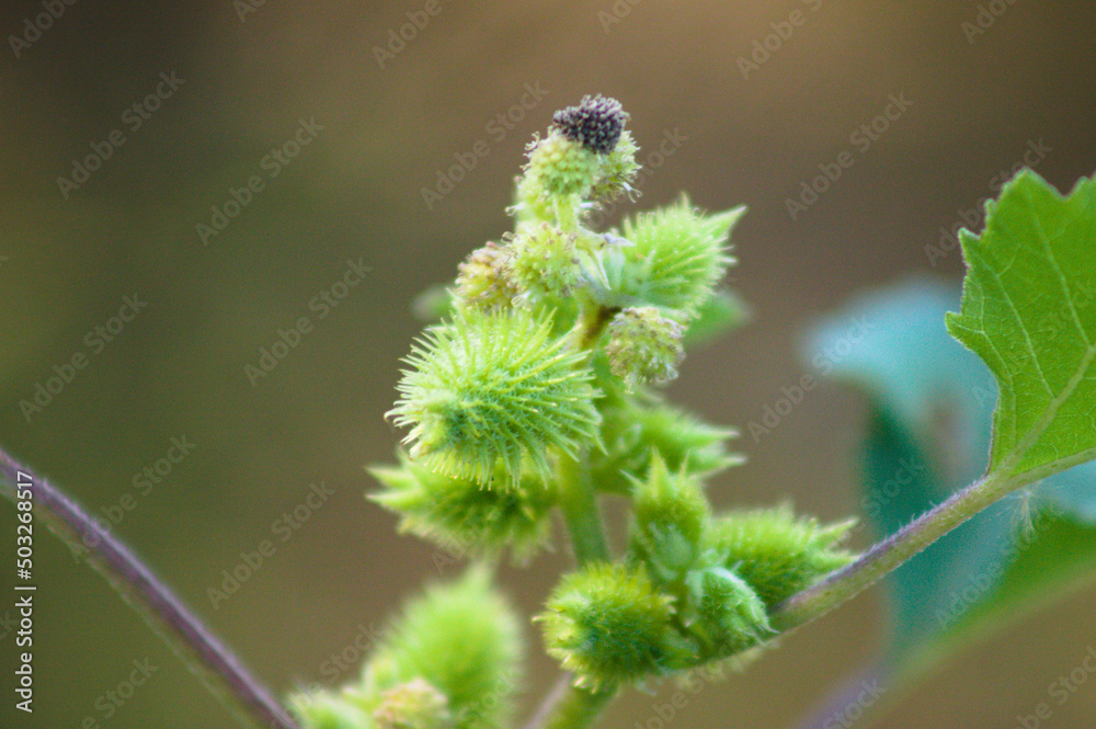 Closeup of green common cocklebur seeds with selective focus on foreground Closeup of green common cocklebur seeds with selective focus on foreground
