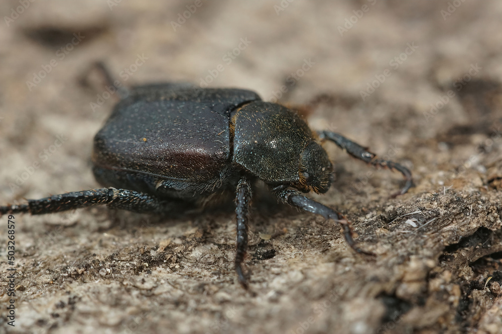 Closeup on the Welsh chafer beetle, Hoplia philanthus on a piece of wood