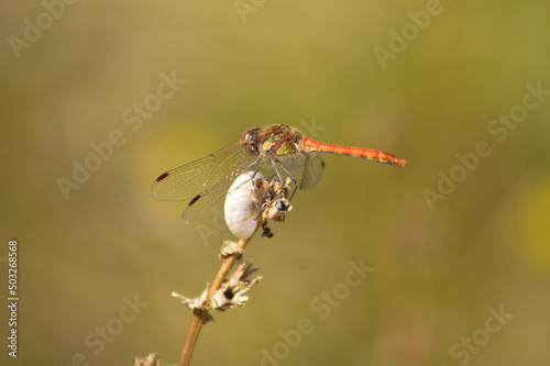 Closeup side view of a dragonfly resting on a plant with blurred plants on background
