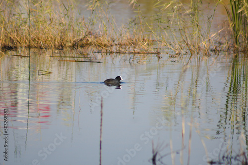 Closeup of eurasian coot on a lake with reflections and selective focus on foreground