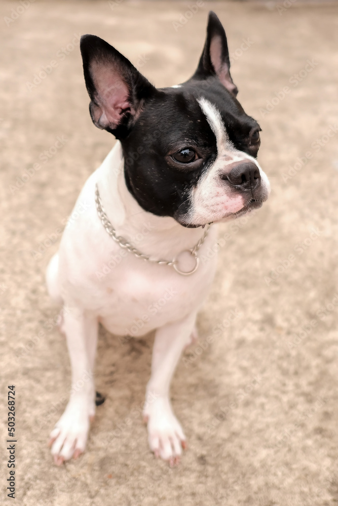 The black and white Boston Terrier smiles and sitting on the floor. Selective focus. The black and white Boston Terrier smiles and sitting on the floor. Selective focus.