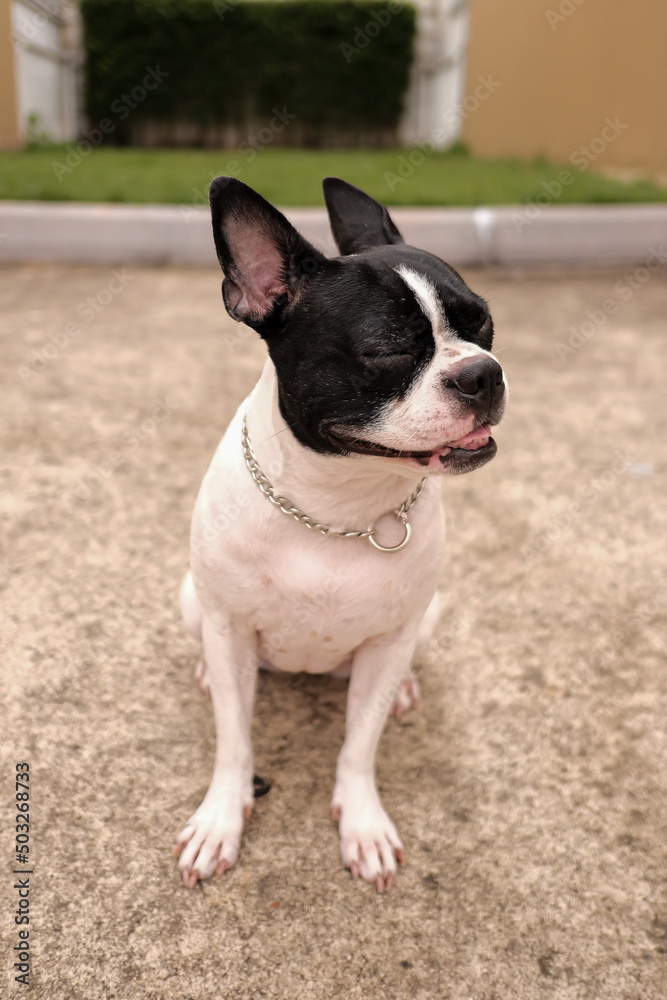 The Black and white Boston Terrier with eyes closed and sitting on the floor. Selective focus.
