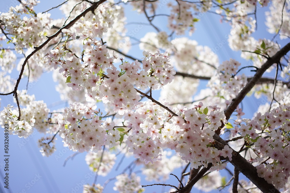 日本の桜 日本の桜