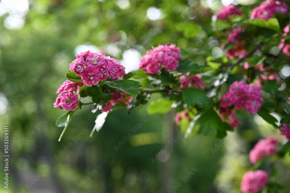Crataegus laevigata cultivar pauls scarlet bright pink flowering tree, group of beautiful springtime flowers in bloom, green leaves Crataegus laevigata cultivar pauls scarlet bright pink flowering tree, group of beautiful springtime flowers in bloom, green leaves