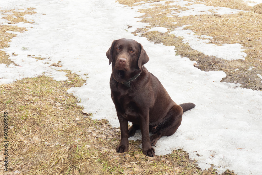 Dog Labrador Retriever in collar looks forward on background of spring snow with thawed last year's grass Dog Labrador Retriever in collar looks forward on background of spring snow with thawed last year's grass