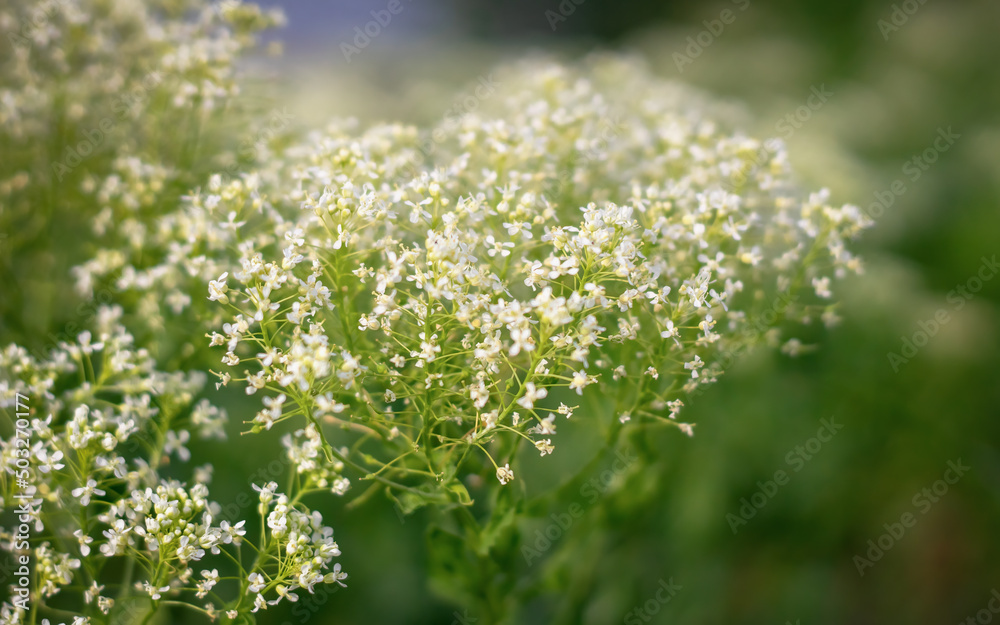 White Hoary Cress Flowers (Lepidium draba , Cardaria draba). Close up. White Hoary Cress Flowers (Lepidium draba , Cardaria draba). Close up.