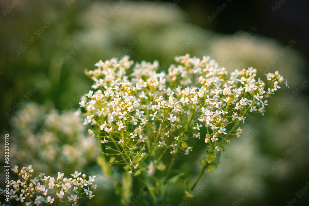 White Hoary Cress Flowers (Lepidium draba , Cardaria draba). Close up.