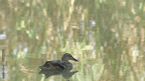 Mallard or wild duck in a little lake. Anas platyrhynchos photo