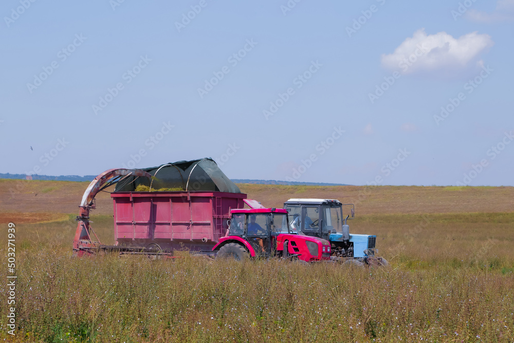 Two tractors harvest sage in a field in a special container