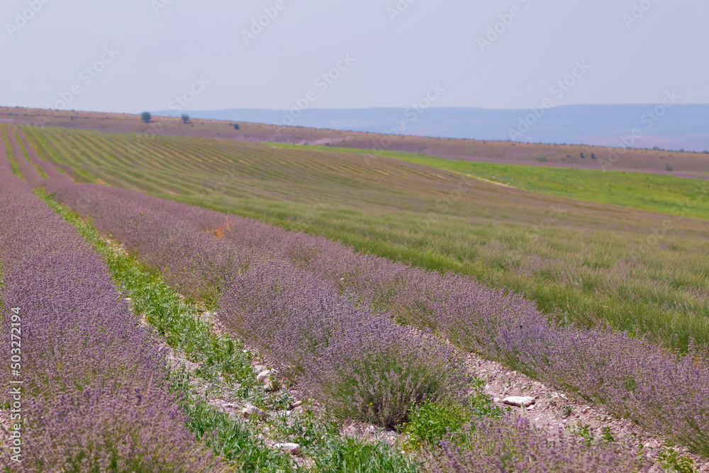 Slender rows of lavender in a field of essential oil crops at the end of the flowering season Slender rows of lavender in a field of essential oil crops at the end of the flowering season