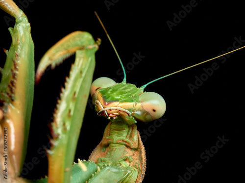 Giant African Mantis. Sphodromantis viridis.   © Macronatura.es