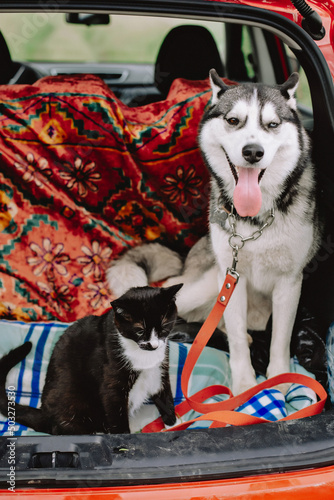 Dog and cat in the car in the trunk on a background of nature