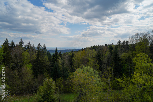 forest in the mountains