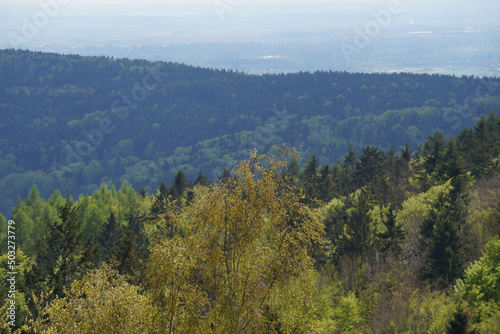 forest in the mountains