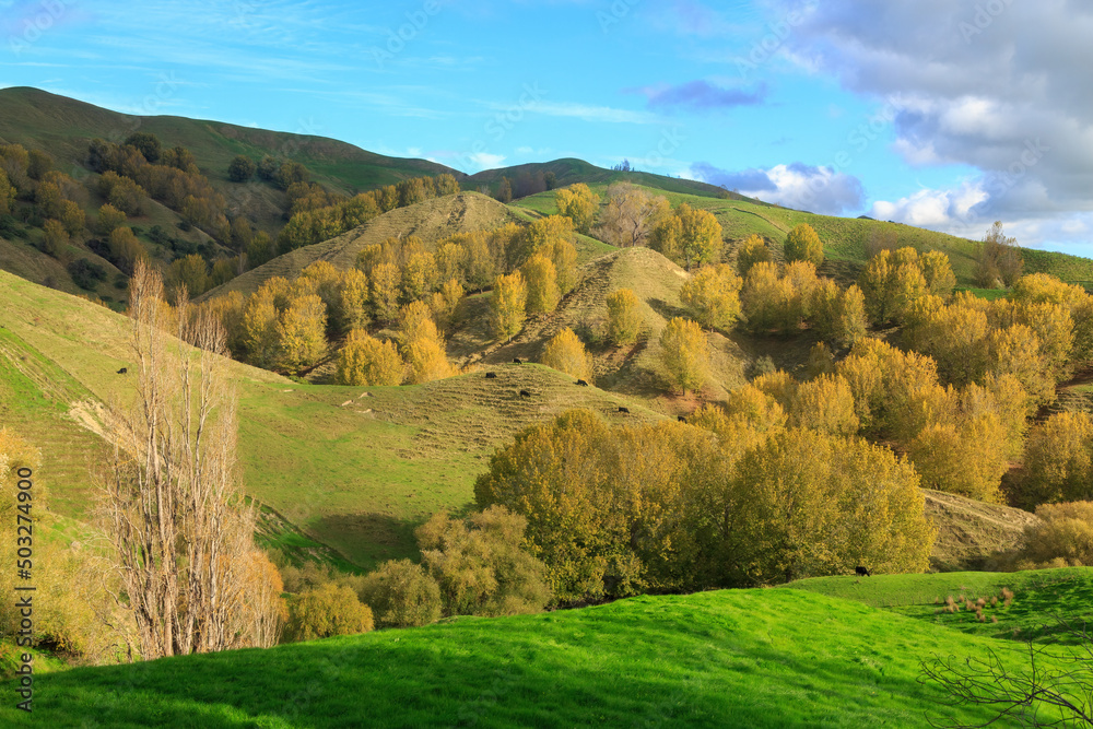 Autumn trees growing in rolling dairy farming country in the Hawke's Bay region, New Zealand
