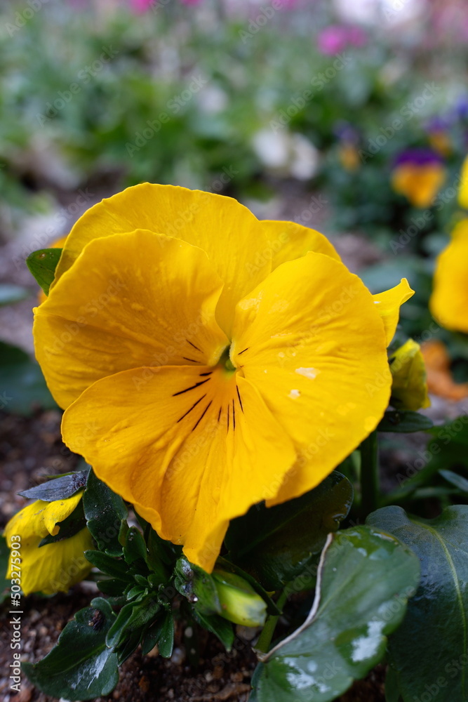 Fototapeta premium パンジー