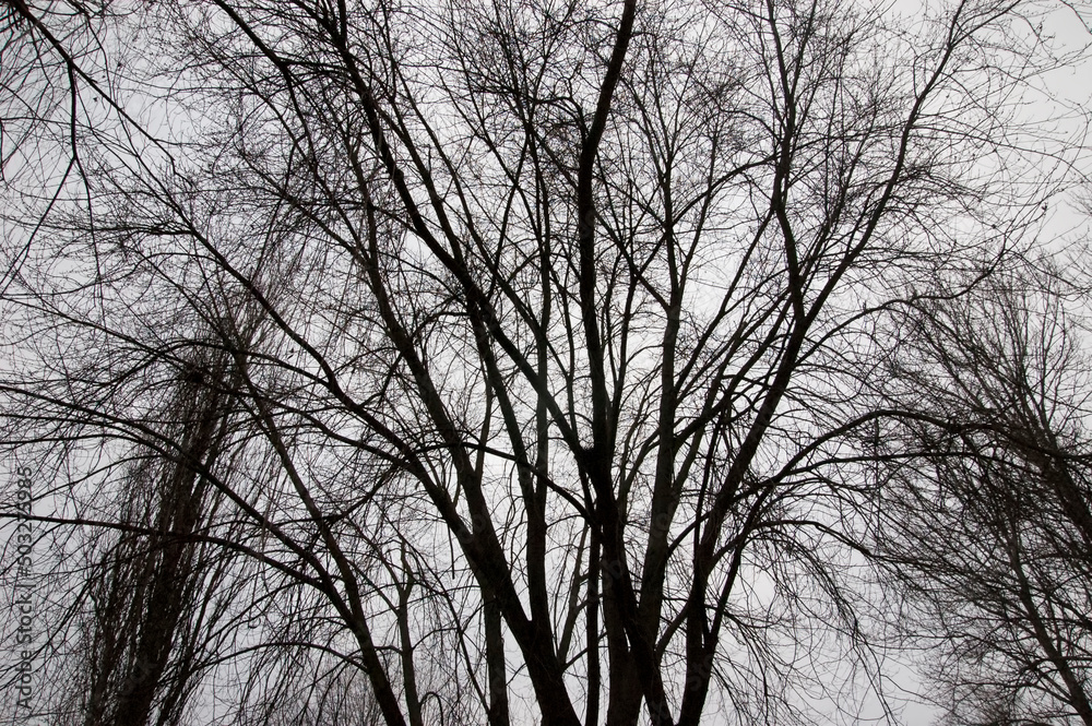 Bare tree branches against the gray sky Bare tree branches against the gray sky