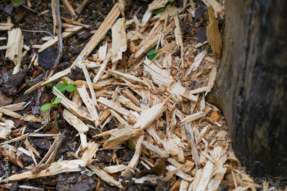 close up of a pile of wood close up of a pile of wood