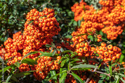 Pyracantha angustifolia shrub with orange berries