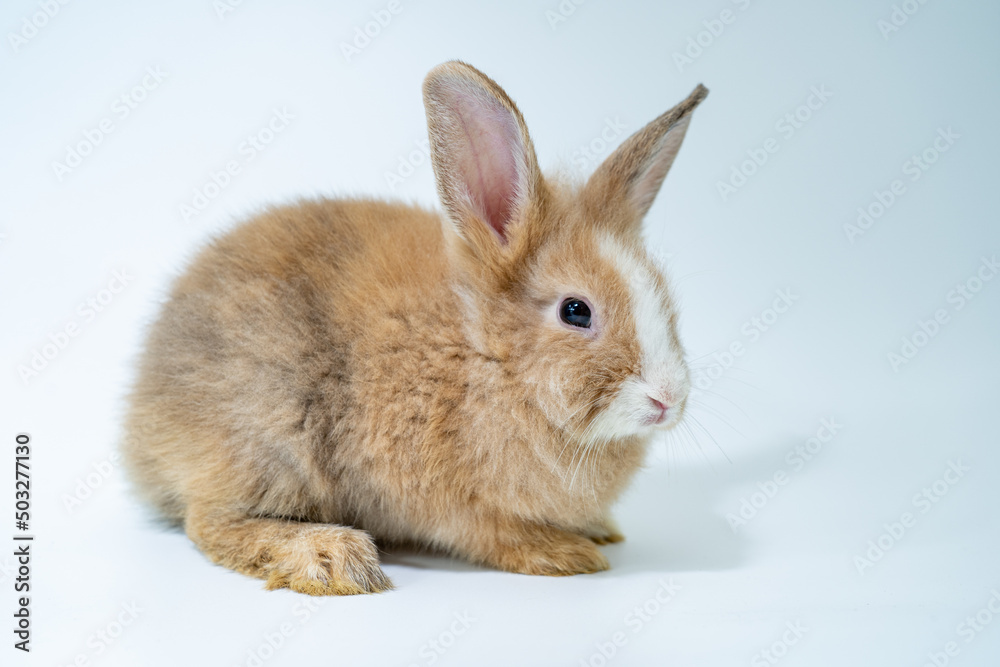 Young rabbit sitting on a white background.