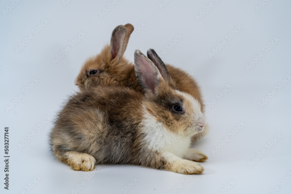 Two lovely brown  rabbit isolated sitting on white background. 