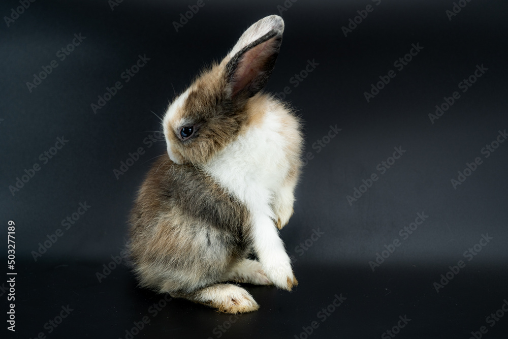 Obraz premium One brown rabbit isolated on a black background.