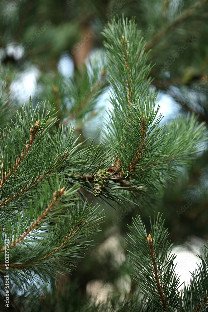 Green Pointy Pine Needles Close Up Green Pointy Pine Needles Close Up