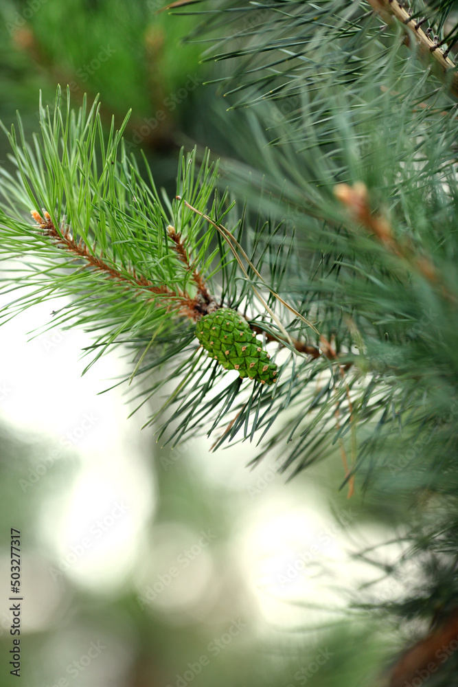 Green Pointy Pine Needles Close Up Green Pointy Pine Needles Close Up