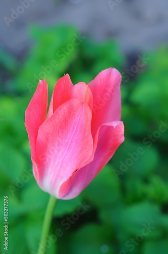 Pink tulip bud behind delicate petals on green background with selective focus