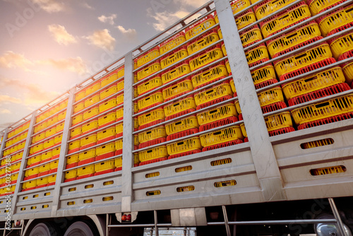Chicken transport by truck from livestock farm to food factory. Poultry industry. Avian influenza A(H5) virus or H5 bird flu concept. Livestock transport by trailer. Chicken in yellow plastic crates. photo