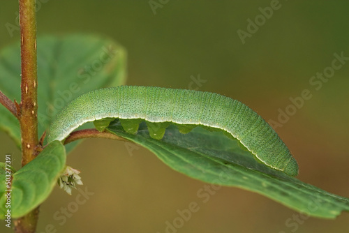 Closeup of a caterpillar of the Brimstone butterfly Gonepteryx rhamni on glossy buckthorn plant photo