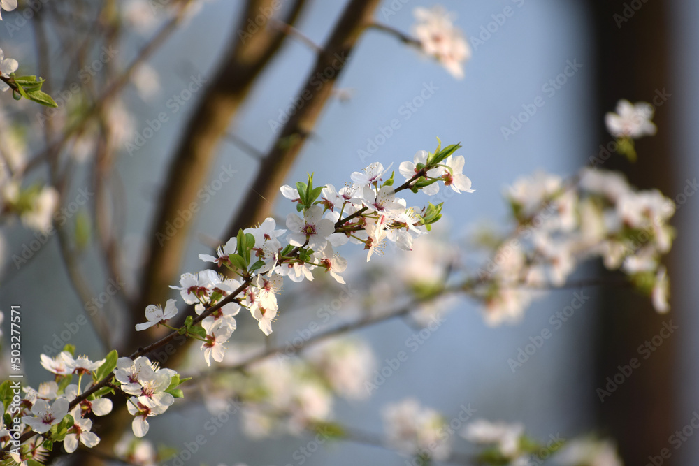 Spring trees with fresh delicate flowers Spring trees with fresh delicate flowers