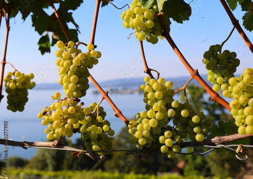 Wein am See