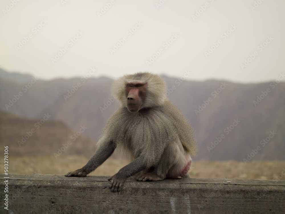 Naklejka premium baboon sitting on a rock