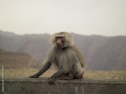 baboon sitting on a rock © David Taylor-Bramley