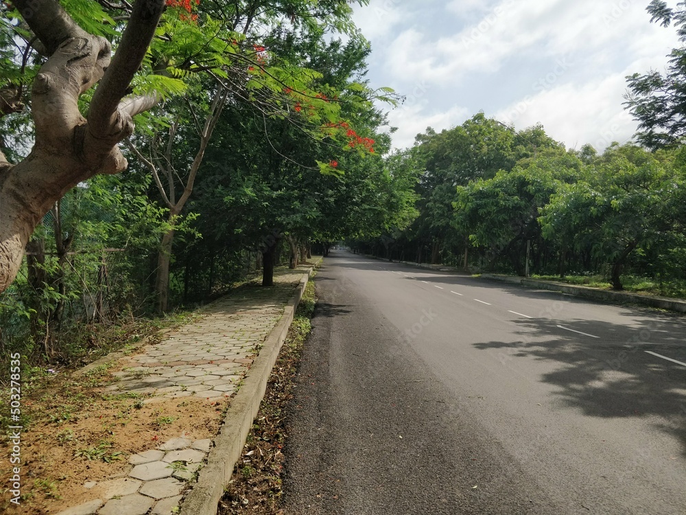 Obraz premium road in the woods: morning walks 